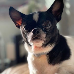 Meet your Posher, Reinnier